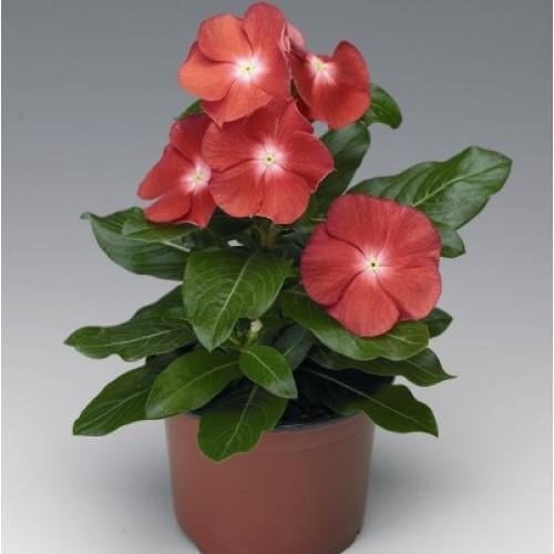Семена цветов Катарантус SunStorm Scarlet With Eye Syngenta 500 шт. (BN00583-2)