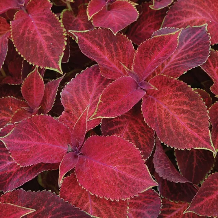 Семена цветов Колеус Superf Rainbow Red Velvet Sakata 25 шт. (BN06933-4)