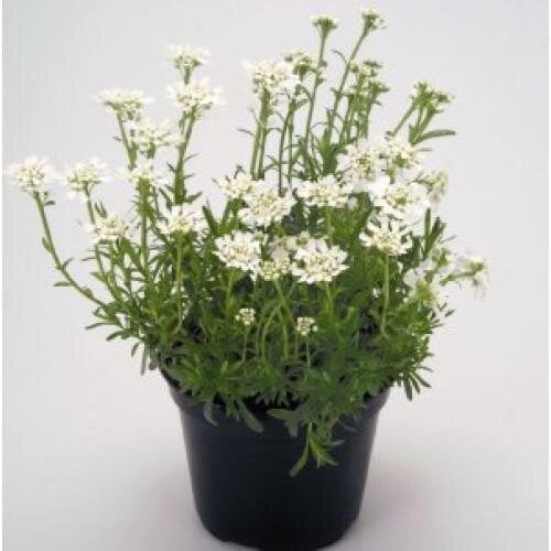 Семена цветов Иберис вечнозеленый Snow Flurries Benary 250 шт. (BN12231-3)