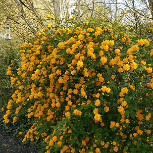 Керрия японская Пленифлора Kerria japonica Pleniflora Р9 (18296421)