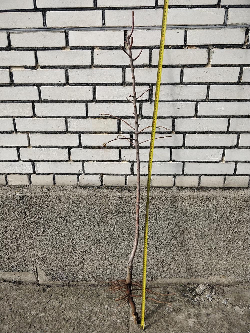 Миндаль сорт Первенец Храмова 2-летний 1 саженец (14896162) - фото 2