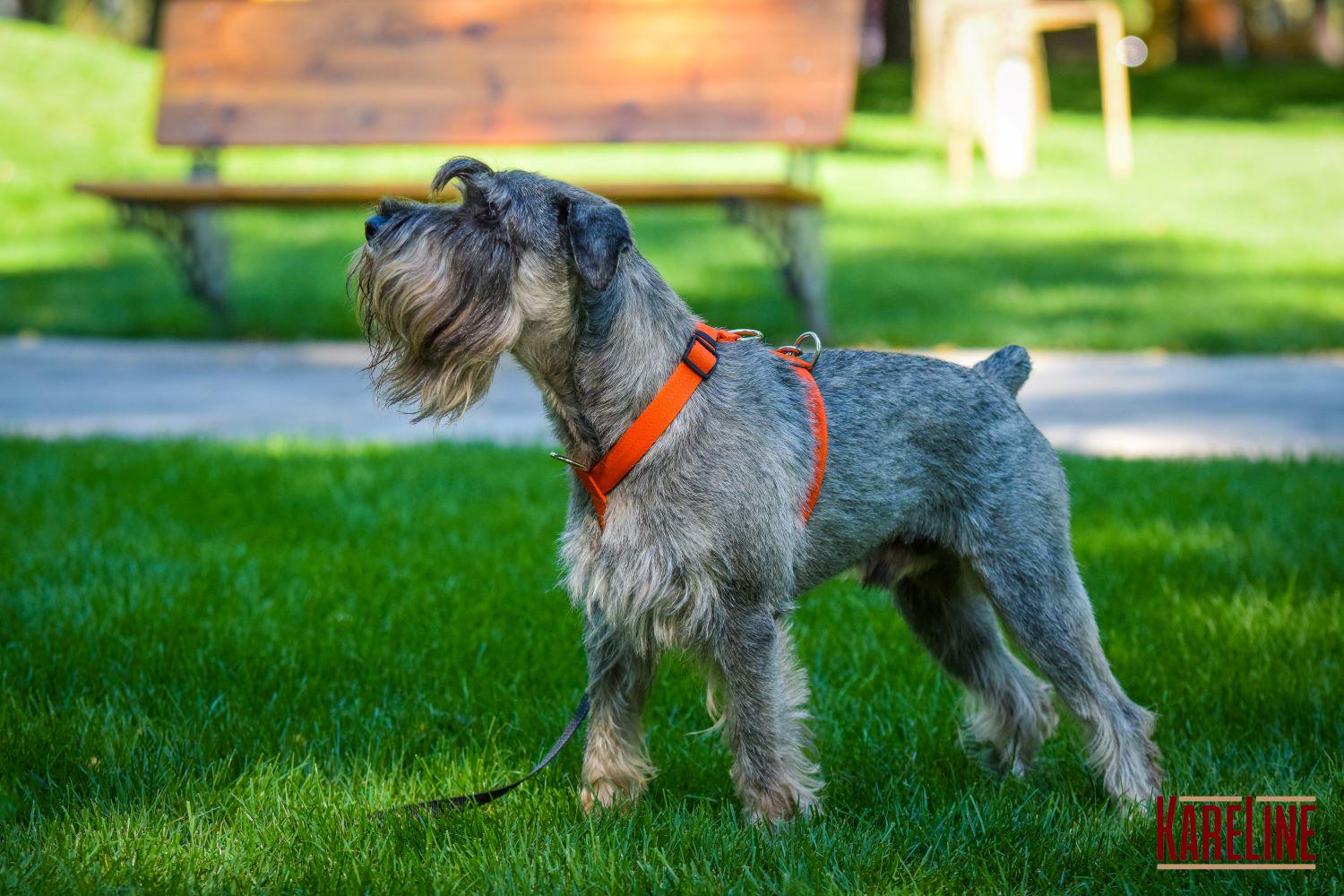 Шлея анатомічна KareLine з нейлону зі світловідбиваючими елементами 25 мм А:340-540 мм В:470-690 мм Помаранчевий (0976/11) - фото 4 Шлея анатомічна KareLine з нейлону зі світловідбиваючими елементами 25 мм А:340-540 мм В:470-690 мм Помаранчевий (0976/11) - фото 4