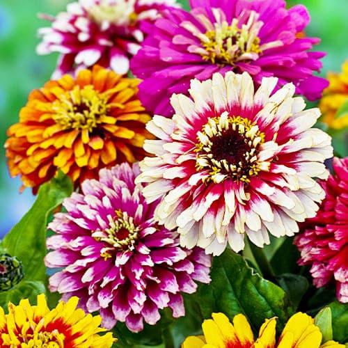 Семена Циния Florium Роскошь (17527) - фото 2 Семена Циния Florium Роскошь (17527) - фото 2