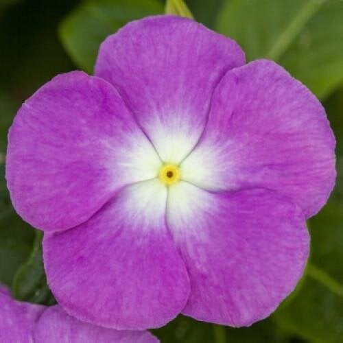 Семена цветов Катарантус SunJewels Lavender Halo Floranova 10 шт. (BN10958-4)