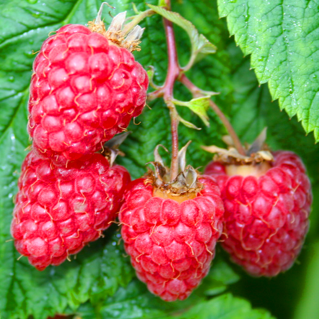 Саженец летней малина Феномен средняя (778373364)