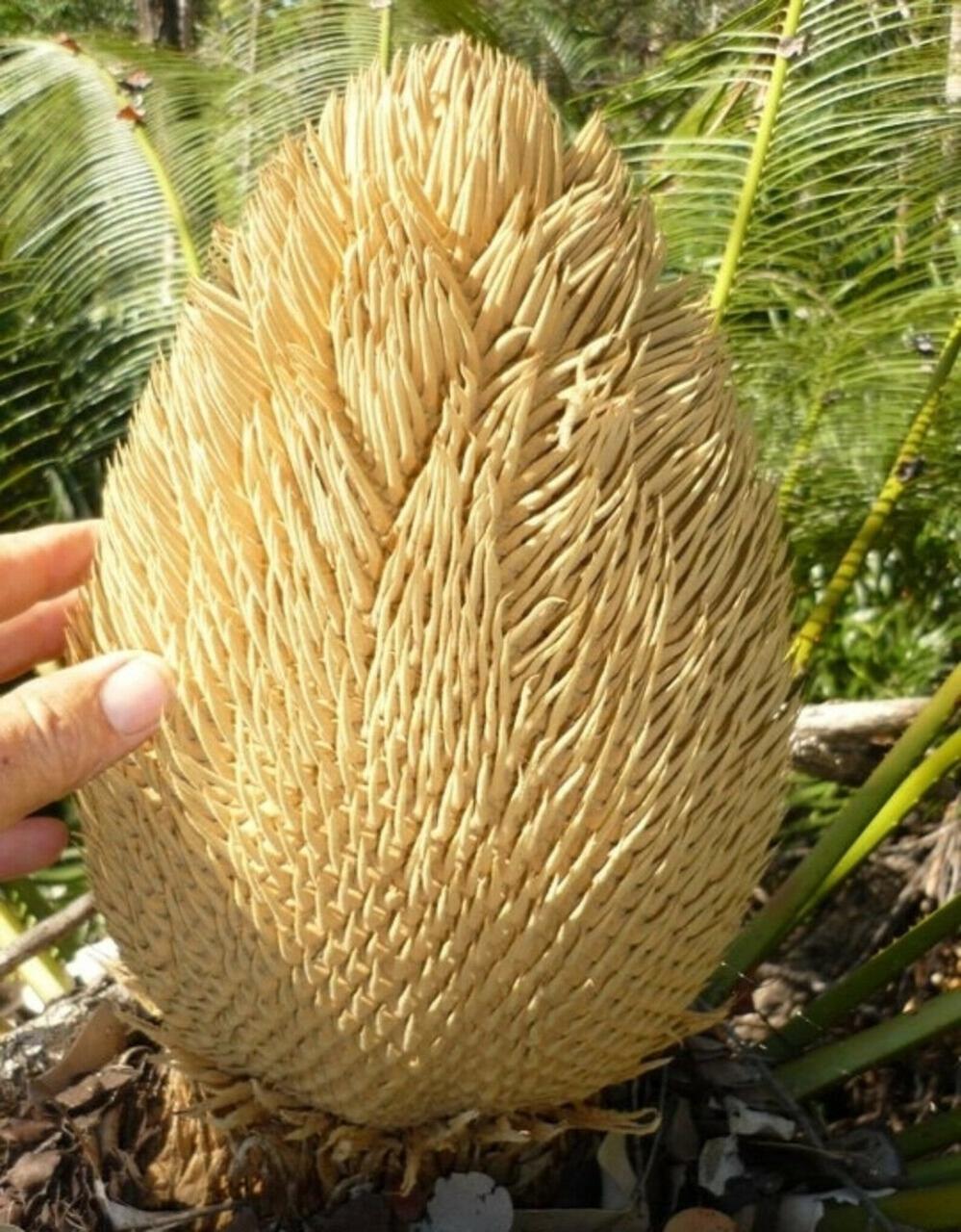 Насіння Гімалайський саговник Cycas pectinata 1 шт. (2178214806) - фото 2