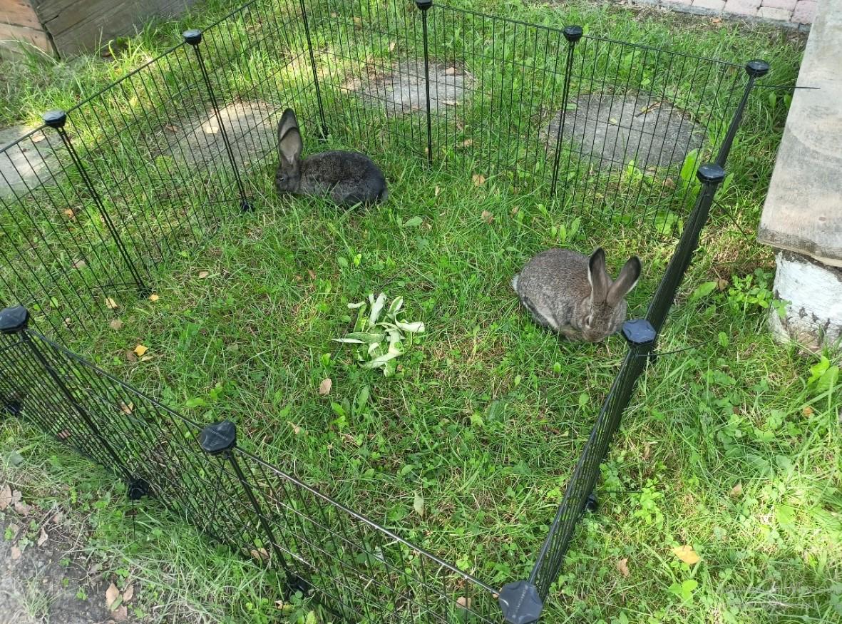 Клітка для гризунів 46х143х73 см - фото 34 Клітка для гризунів 46х143х73 см - фото 34