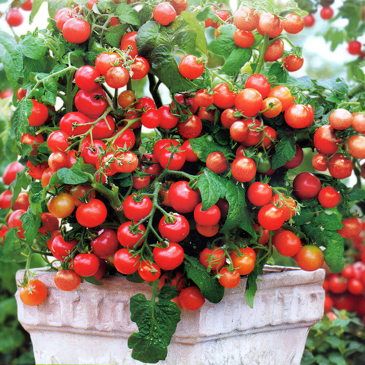 Семена Томат ампельный Gartenperle 5 шт. (2767147552)