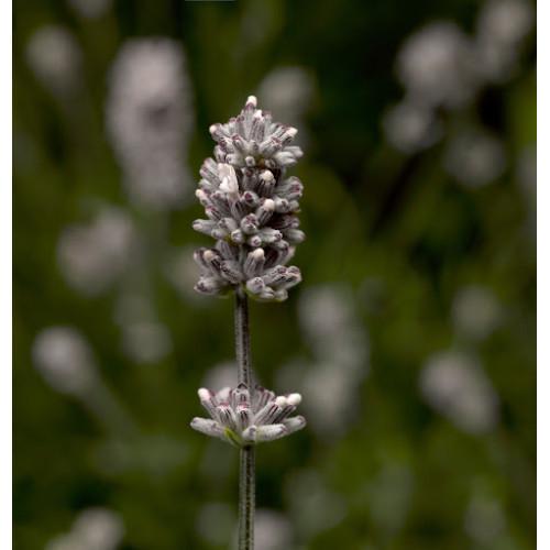 Насіння квітів Лаванда вузьколиста Scent White Compact Syngenta 25 шт. (BN10664 4)