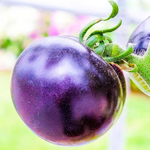 Семена Томат Florium Фіолетовий ТМ GL Seeds (17301)