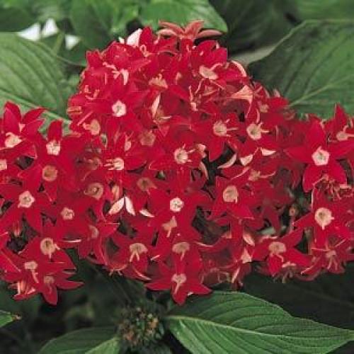 Семена цветов PanAmerican Пентас ланцетный BUTTERFLY RED 100 шт. (BN01708)