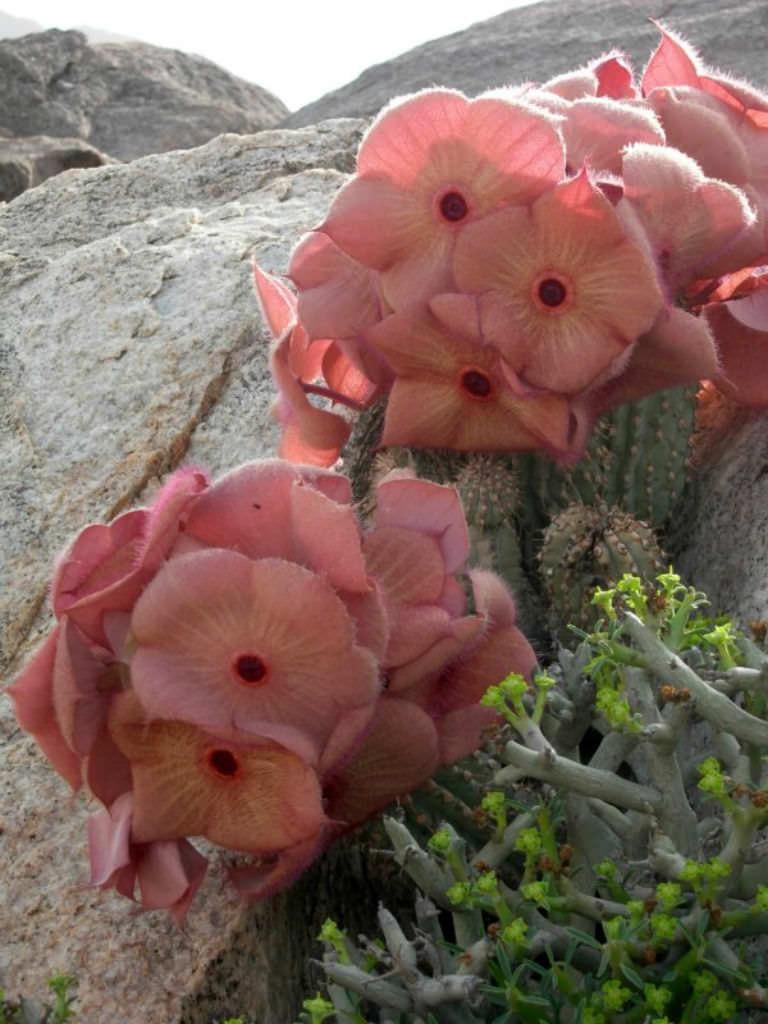 Насіння Худія Лугарді Hoodia curroriii 2 шт./уп. - фото 7