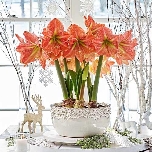 Амариллис Florium Terra Cotta Star (17958)