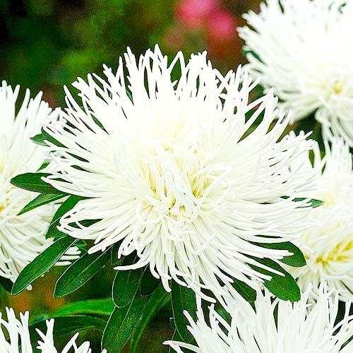 Семена Астра Florium Лелека (17452)