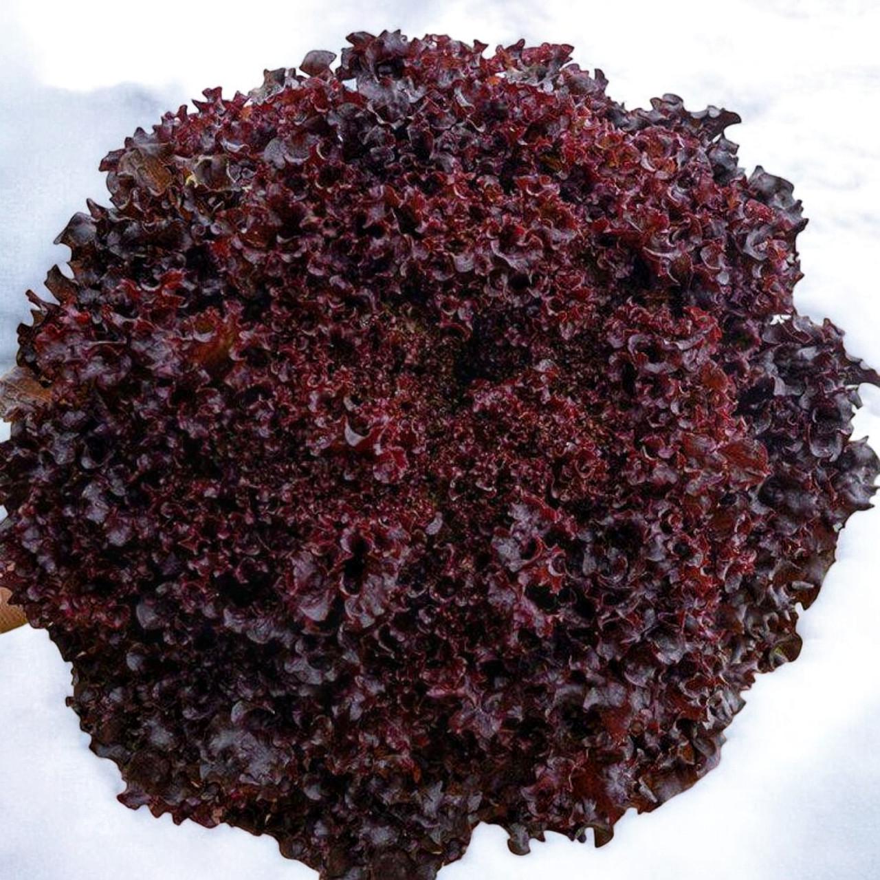 Насіння Салат тип Лолло Росса темно-червоний Бахус 10 шт. (2517002622)