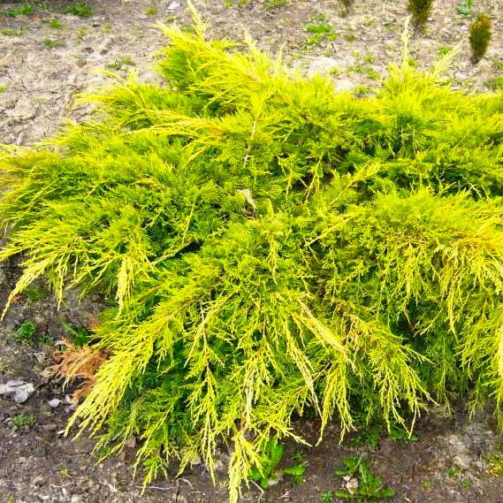 Саженец можжевельника среднего Juniperus pfitzeriana Goldstar Р9 (645169785) - фото 4 Саженец можжевельника среднего Juniperus pfitzeriana Goldstar Р9 (645169785) - фото 4