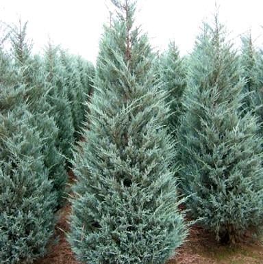 Саджанець ялівцю скельного Juniperus scopulorum Moonglow Р9 (1212815151) Саджанець ялівцю скельного Juniperus scopulorum Moonglow Р9 (1212815151)