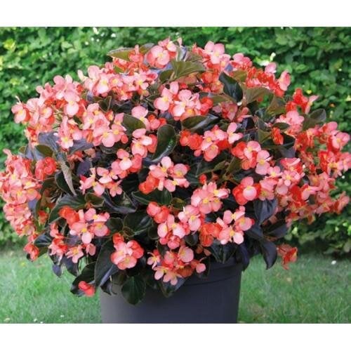 Семена цветов Бегония BIG DeluXX Salmon Bronze Leaf Benary 5 шт. (BN13183-4)