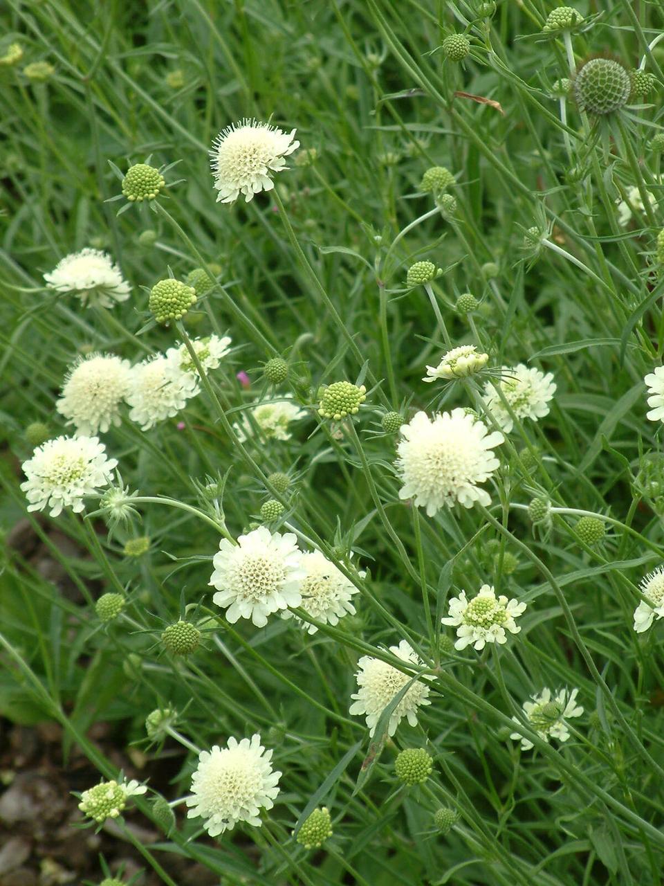 Насіння Скабіоза жовта Scabiosa ochroleuca 10 шт./уп. - фото 3