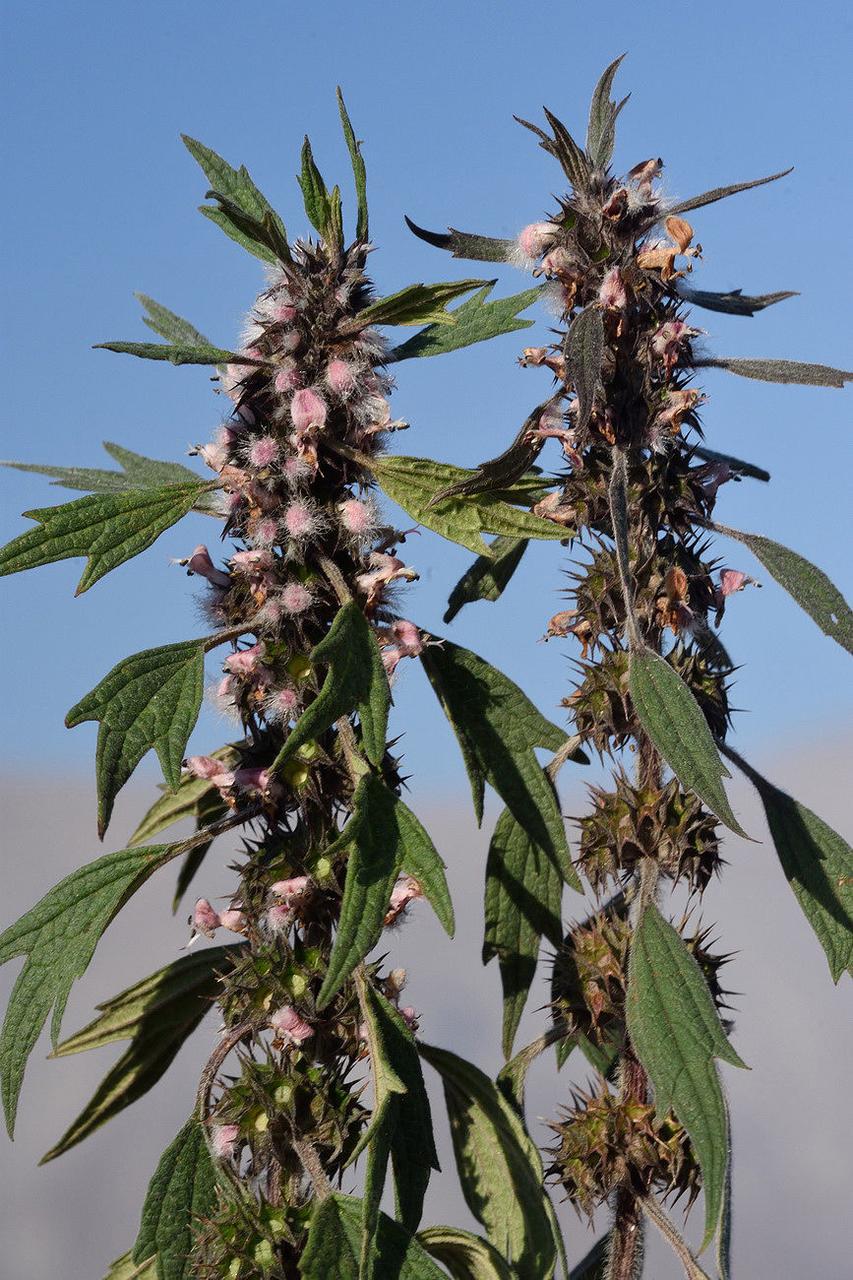 Семена Пустырник сердечный Leonurus cardiaca 0,2 г (2194185997) - фото 2 Семена Пустырник сердечный Leonurus cardiaca 0,2 г (2194185997) - фото 2