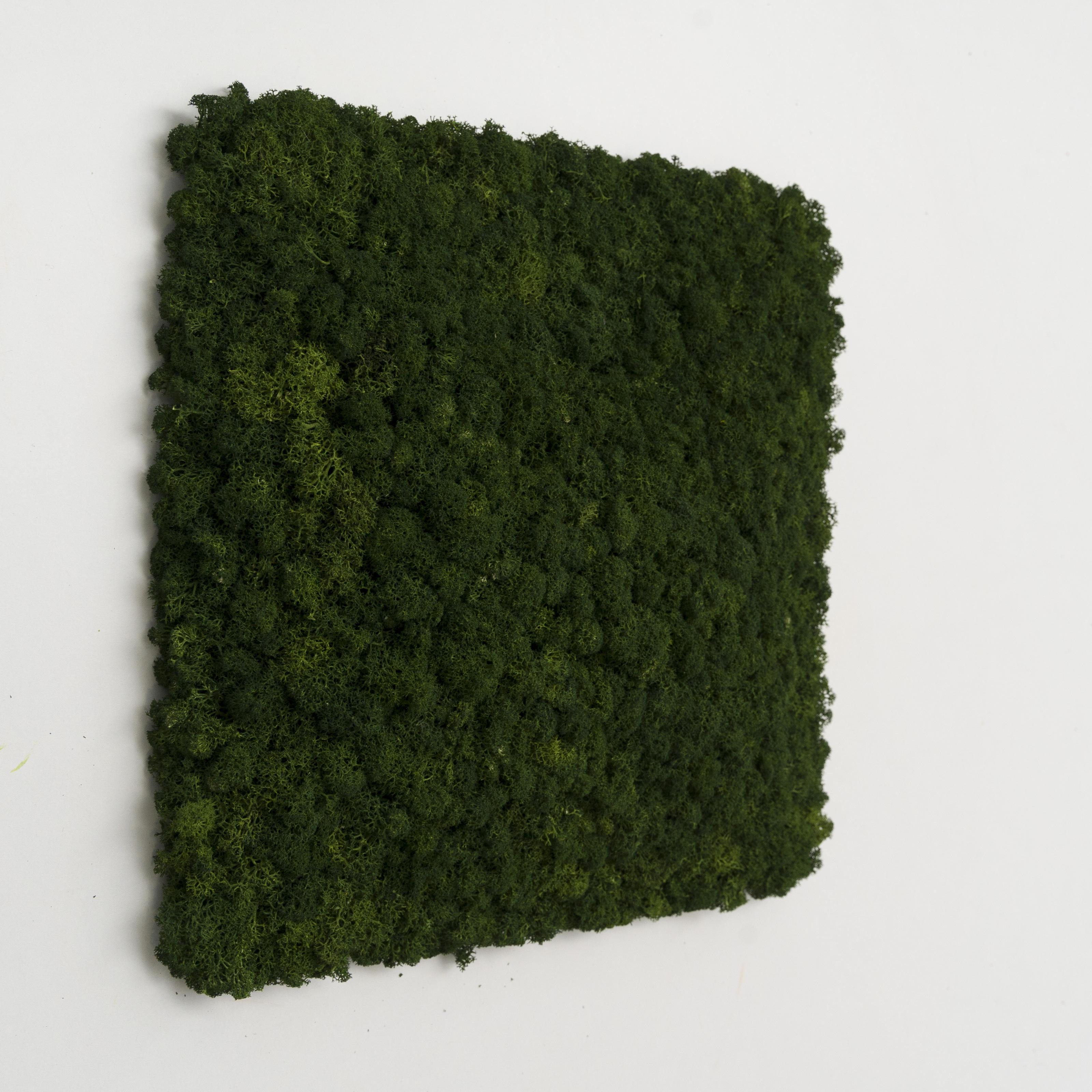 Декоративное панно из мха Organic Design квадратная панель 33 см Forest Green (703-04)