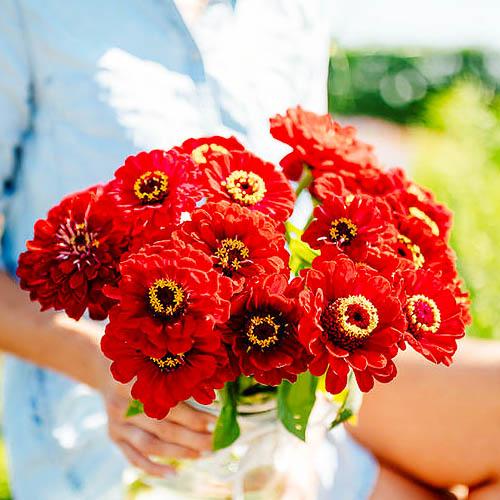 Насіння Цінія Florium Махрова Метеор (12296) - фото 2