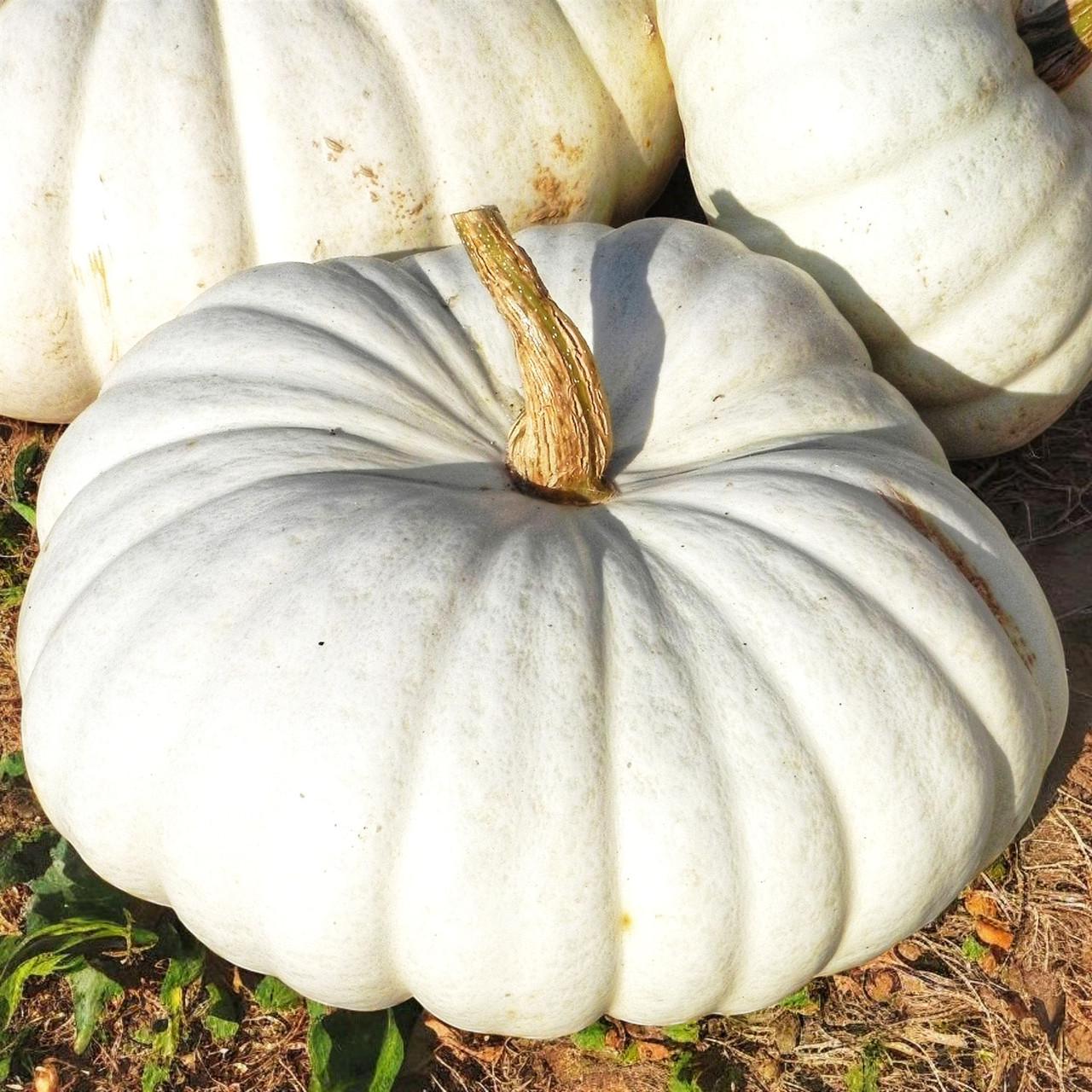 Насіння Гарбуз Flat White Boer Cucurbita maxima 5 шт. (2521543535)