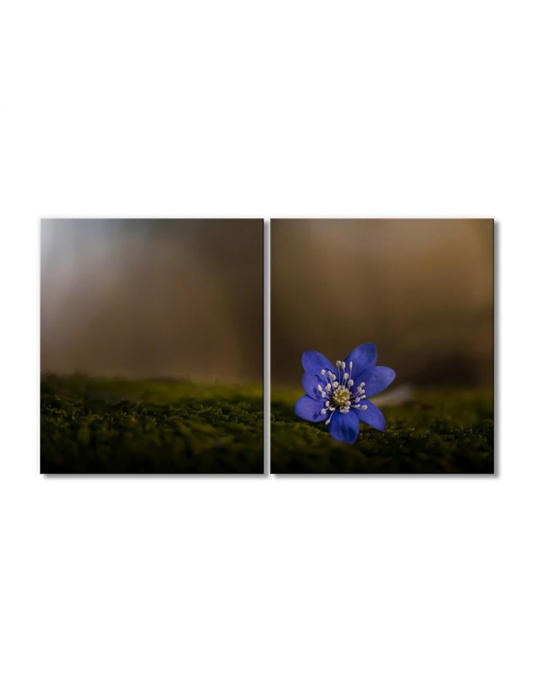 Картина модульная Печеночник благородный - многолетнее растение 2 модуля 70x105 см