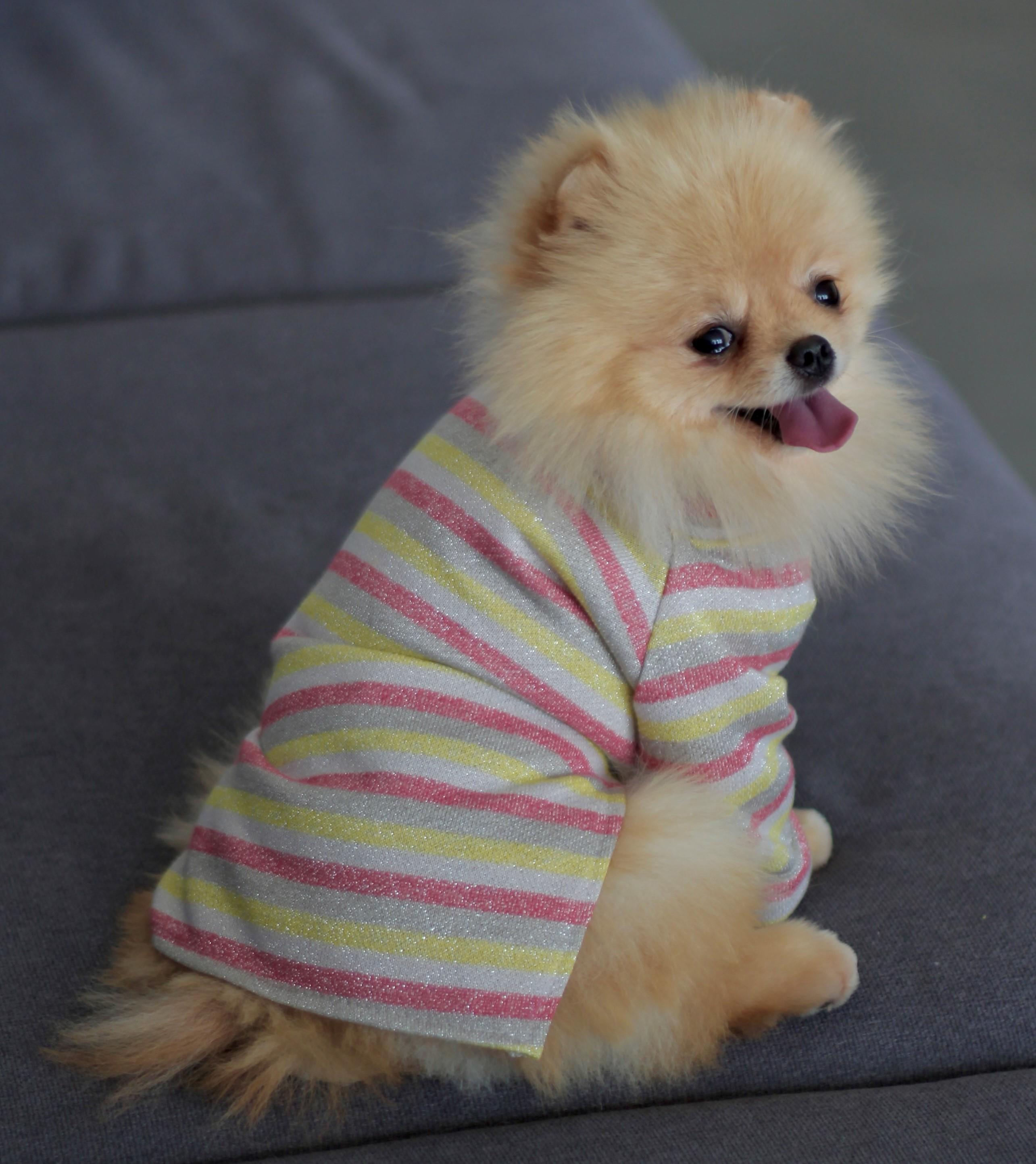 Гольф для собак Dogs Bomba Y-301 с люрексом полосатый р. 3 Розовый (70579982)