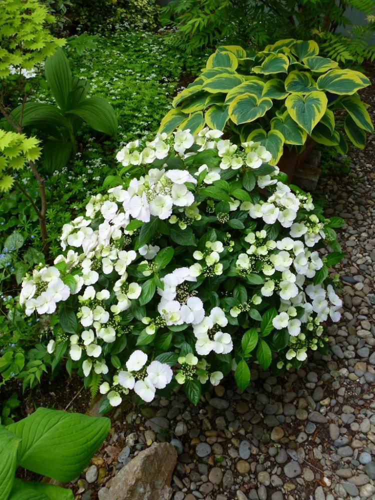 Гортензия ампельная Невеста Беглеца С2 (2669489583) - фото 4