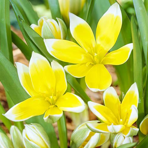 Тюльпан Florium Tarda (Dasystemon)