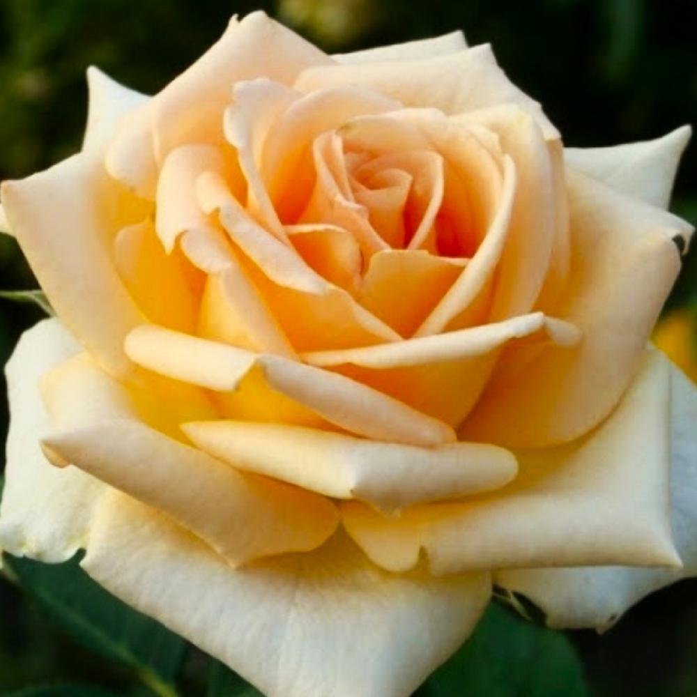 Саджанець чайно гібридних троянд Версилія (14965309)