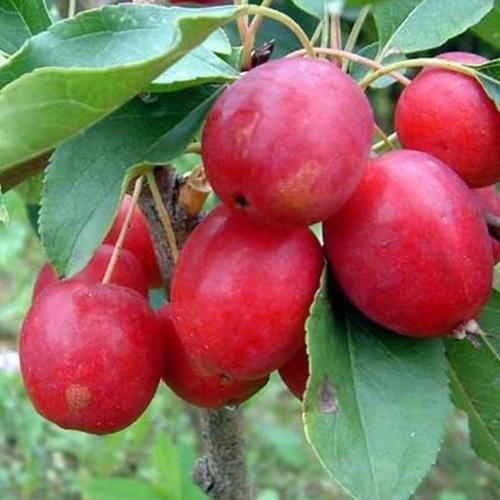 Сажанец Яблоня Верджиния райское яблочко (21374)