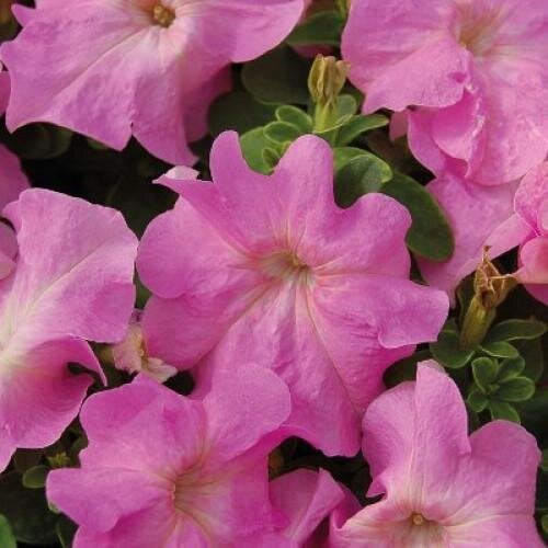 Семена цветов Hem Genetics Петуния крупноцветковая Limbo GP Sweet Pink 1000 шт. (BN09388)