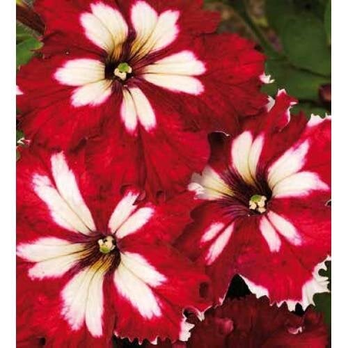 Семена цветов Петуния крупноцветковая Can Can F1 Harlequin Burgundy Farao 250 шт. (BN04633-2)