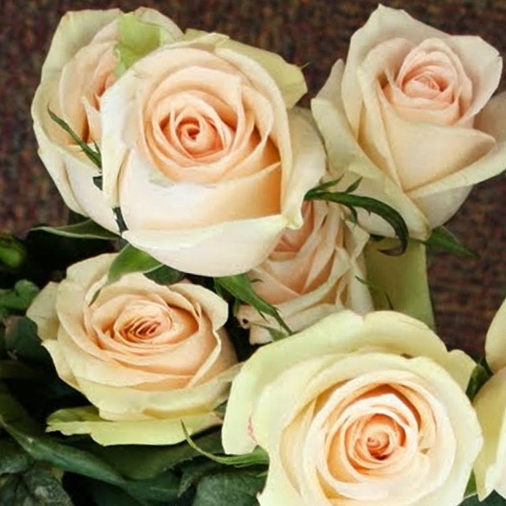 Саджанець чайно гібридних троянд Ла Перла (14965345)