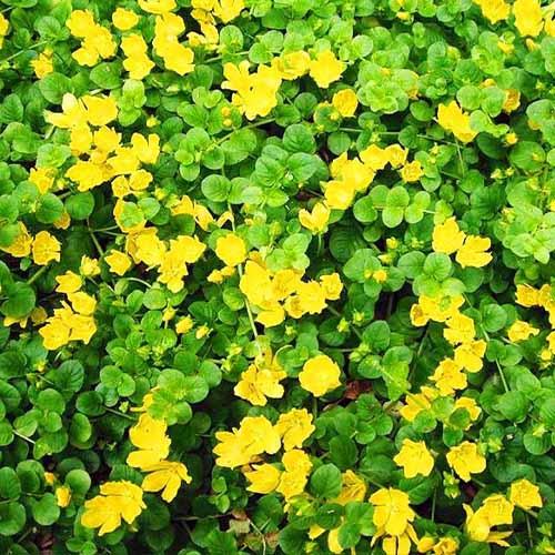 Вербейник Florium монетный (11035)