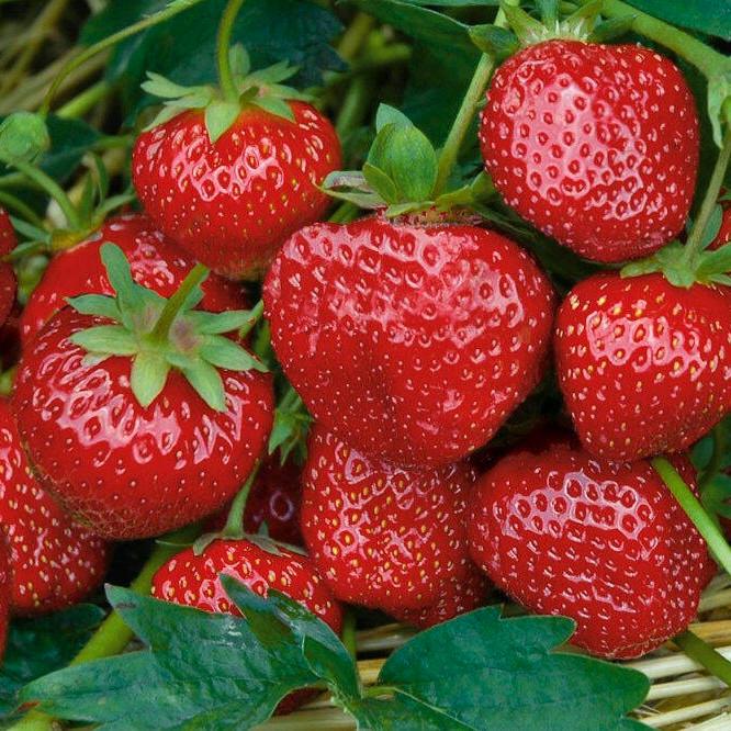 Саженец клубники Pandora поздняя (1418010260)