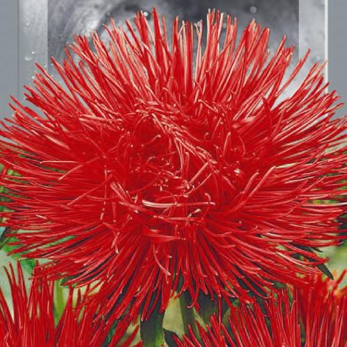 Семена Астра Florium высокорослая Харц Кремхилд (16885)