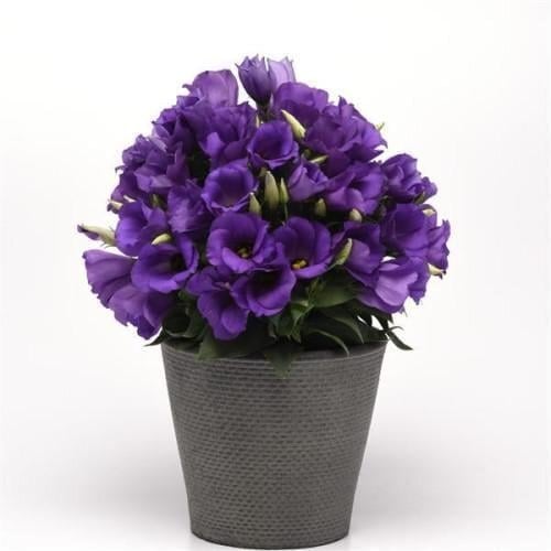 Семена цветов Эустома SAPPHIRE Blue (BN01057-3)