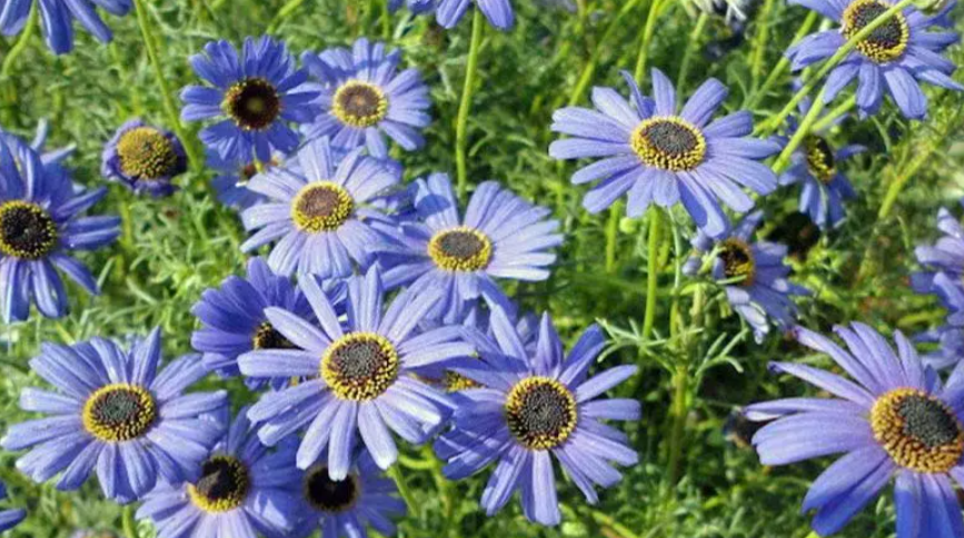 Насіння Брахікома Блакитний вогник Професійне насіння ТД Гекса-Україна 02-01-020 0,1 г (IR002933) Насіння Брахікома Блакитний вогник Професійне насіння ТД Гекса-Україна 02-01-020 0,1 г (IR002933)