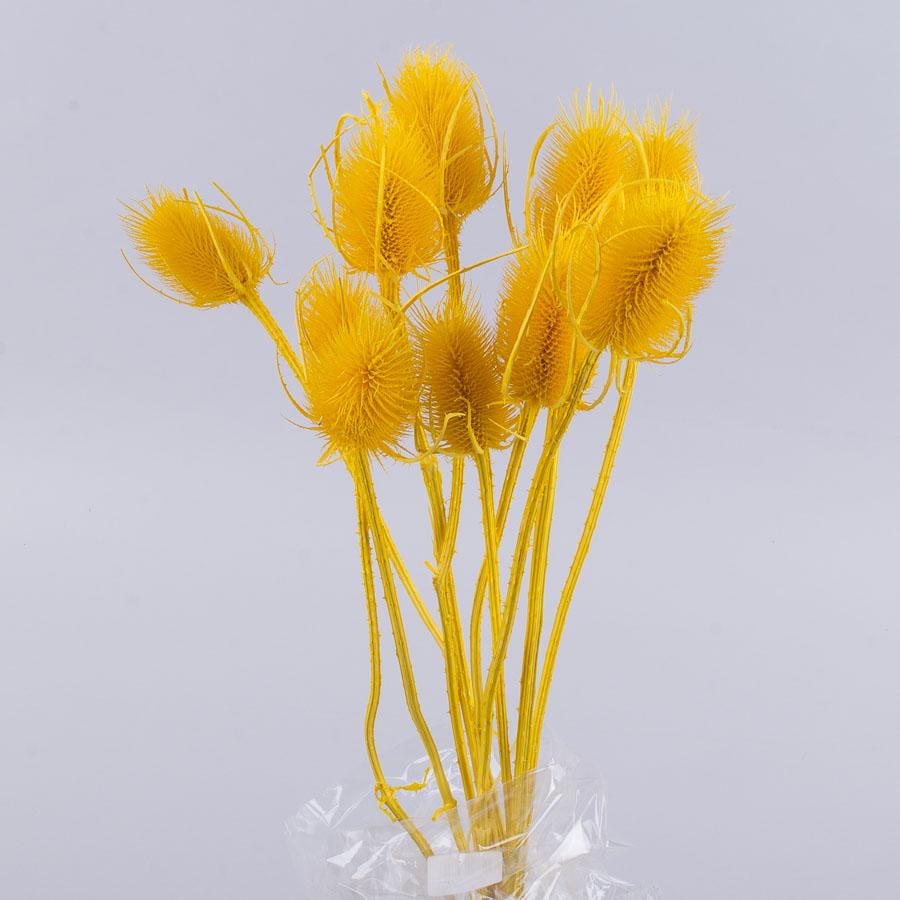 Сухоцвіт чортополох cardi palustri (ST00205)