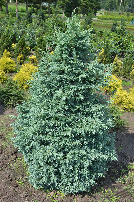 Кипарисовик горохоплодный Булевард 3 шт. (38277303)