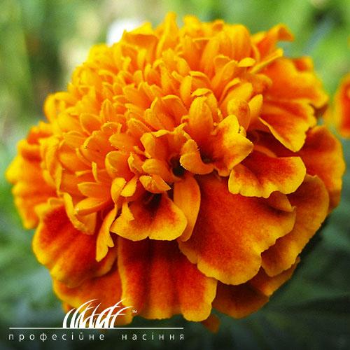 Семена Бархатцы Florium Медовые соты (4945)