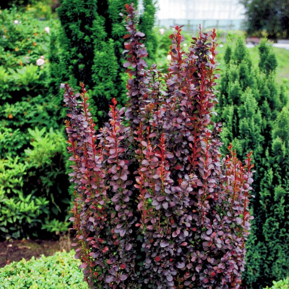 Саженец барбариса Тунберга Helmond Pillar Р9 (1037341909) - фото 2