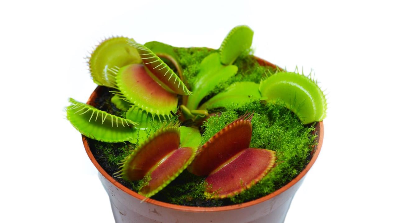 Рослина хижак Венерина мухоловка AlienPlants B52 Dionaea muscipula B52 розмір L (SUN0001CP) - фото 5