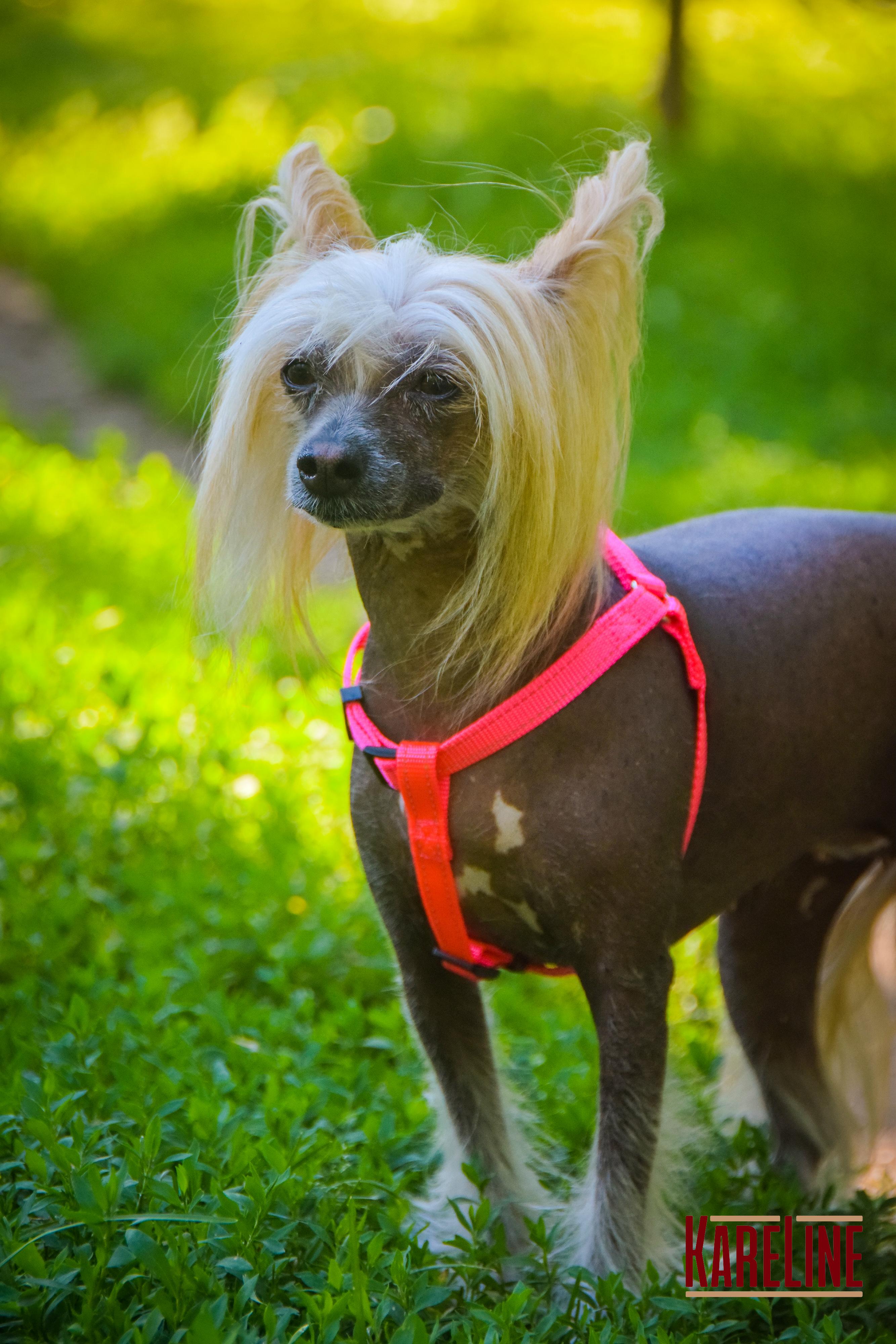 Шлея KareLine из нейлона с пластиковой пряжкой 10 мм А:240-300 мм В:260-400 мм Розовый (0861/4) - фото 7