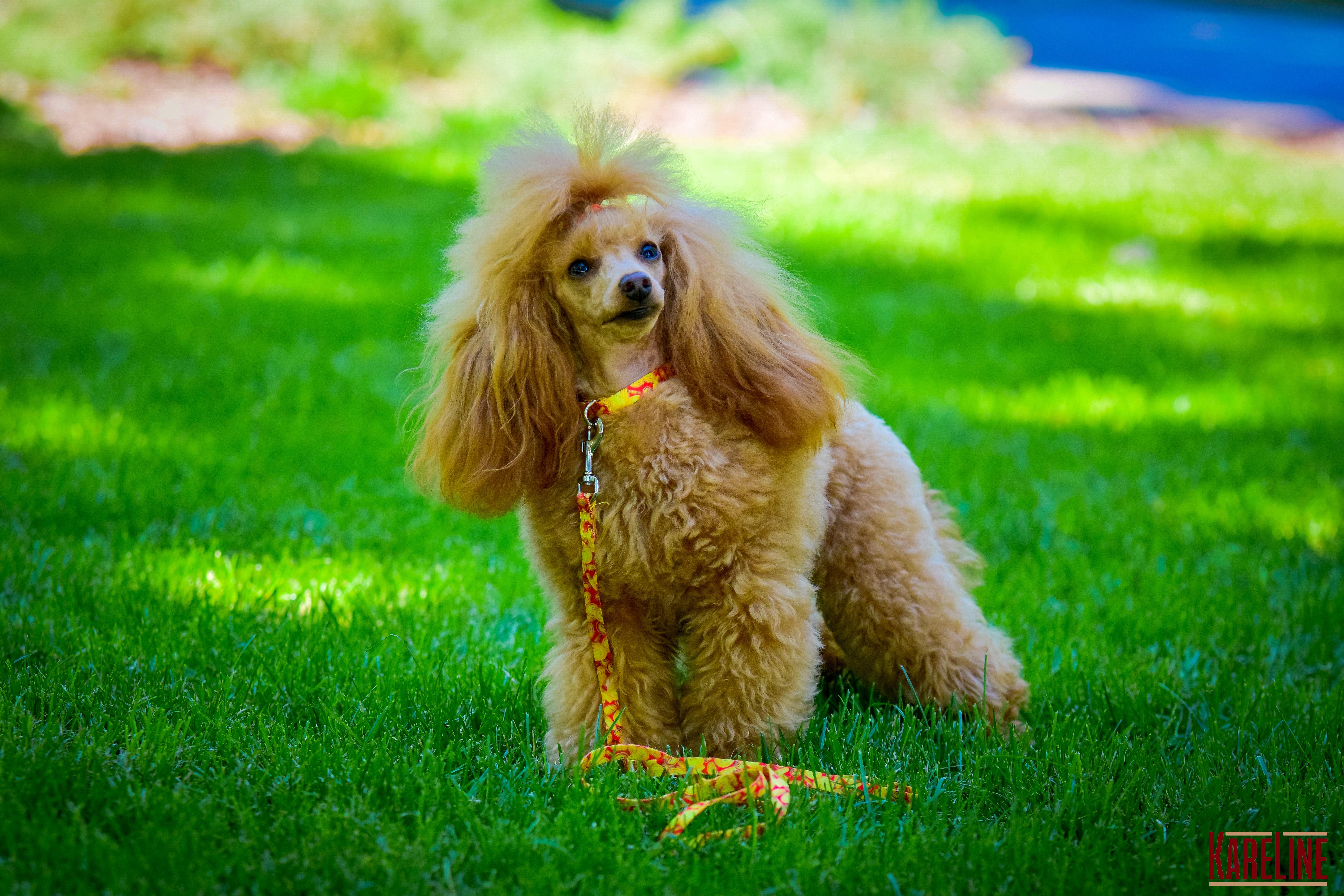 Ошейник KareLine MONEY из нейлона с пластиковой пряжкой 15 мм 240-340 мм (0801/2) - фото 3 Ошейник KareLine MONEY из нейлона с пластиковой пряжкой 15 мм 240-340 мм (0801/2) - фото 3