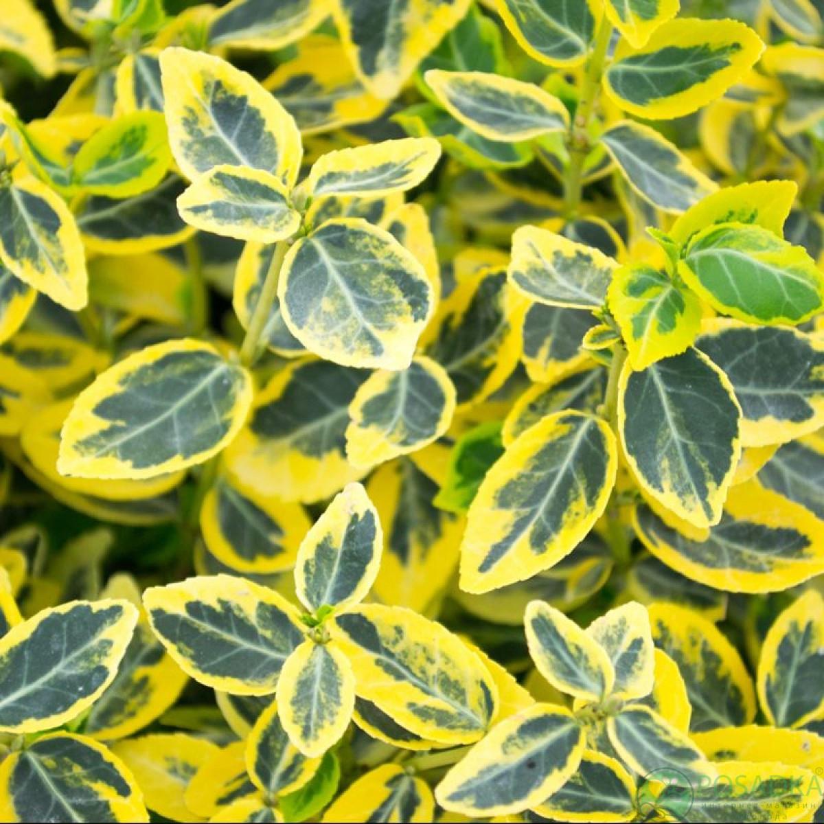 Саженцы бересклета Форчуна Эмеральд Голд Euonymus fortunei Emerald 'n' Gold горшок 0,5 л