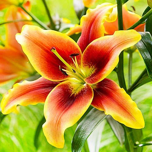 Лилия Avalon Sunset Florium